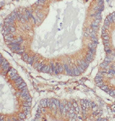 DDB1 Antibody (3A0)