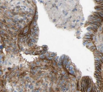 EEF1D Antibody (6D9)