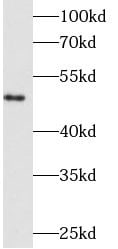 Fibrinogen beta chain Antibody (6F4)