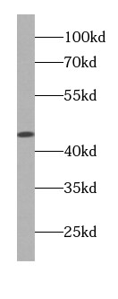 FUT9 Antibody (2B6)
