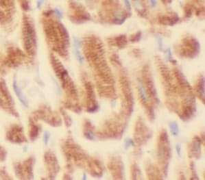 IGBP1 Antibody (6E3)