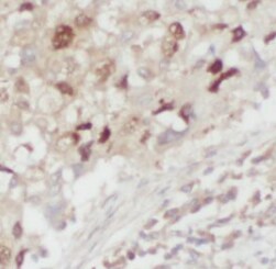 LONP1 Antibody (9H10)