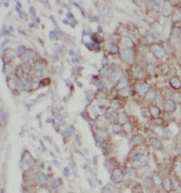 NDUFA4L2 Antibody (0B11)