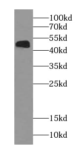 NOB1 Antibody (8G0)