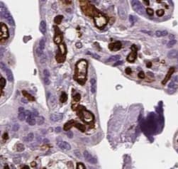 NTF2 Antibody (5C7)