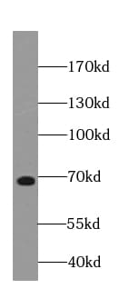 NUMBL Antibody (8E0)