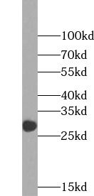 Orai1 Antibody (8C0)
