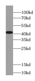 OXA1L Antibody (4F2)