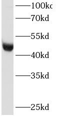 Ribonuclease Inhibitor Antibody (0H7)