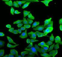 Septin-2 Antibody (8H4)