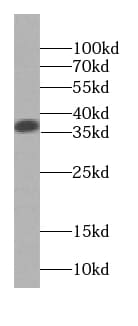 SGTA Antibody (9E10)