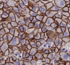 SGTA Antibody (9E10)