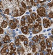 SLP-2 Antibody (5D10)