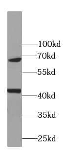 RNA polymerase I termination factor Antibody (7C4)
