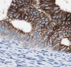 USP1 Antibody (8F7)