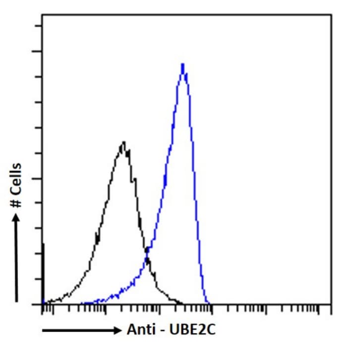 UbcH10/UBE2C Antibody (SAIC-41C-6) - BSA Free