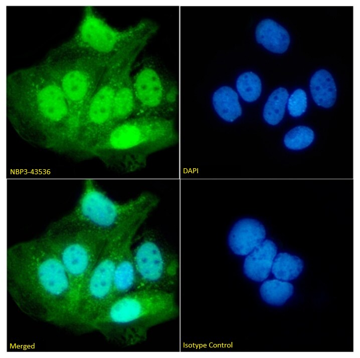 UbcH10/UBE2C Antibody (SAIC-41C-6) - BSA Free