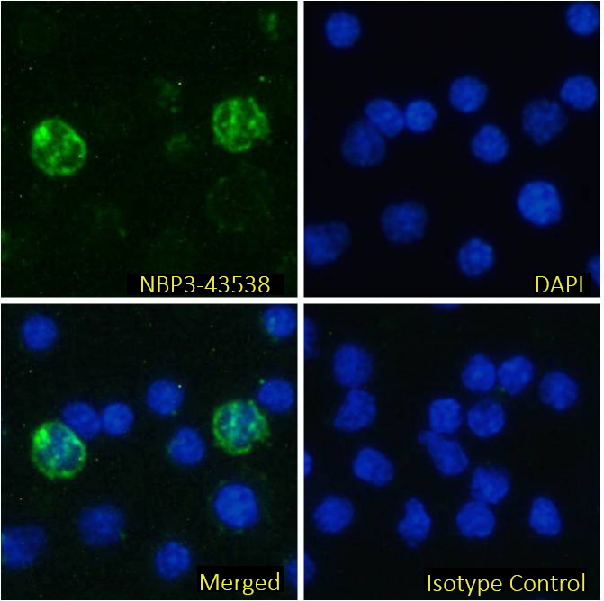 MHC Class II Antibody (OX-6) - BSA Free MHC Class II Antibody (OX-6) - BSA Free