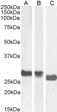 MHC Class II Antibody (OX-6) - Chimeric - BSA Free
