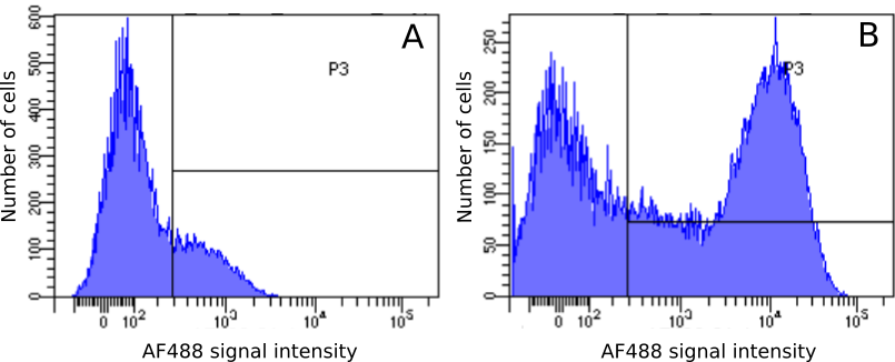MHC Class II Antibody (OX-6) - Chimeric - BSA Free
