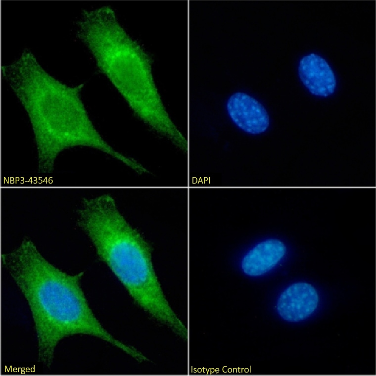 MTCO1 Antibody (3.7C4) - BSA Free MTCO1 Antibody (3.7C4) - BSA Free