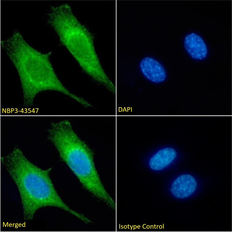 MTCO1 Antibody (3.7C4) - Chimeric - BSA Free
