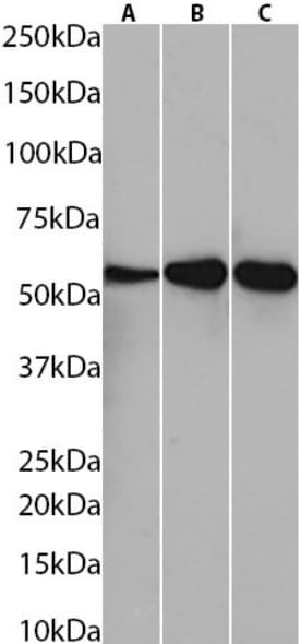 Fibrin beta-chain Antibody (59D8) - Chimeric - BSA Free