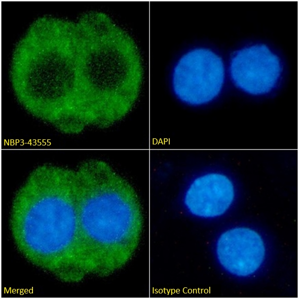 Fibrin beta-chain Antibody (59D8) - Chimeric - BSA Free