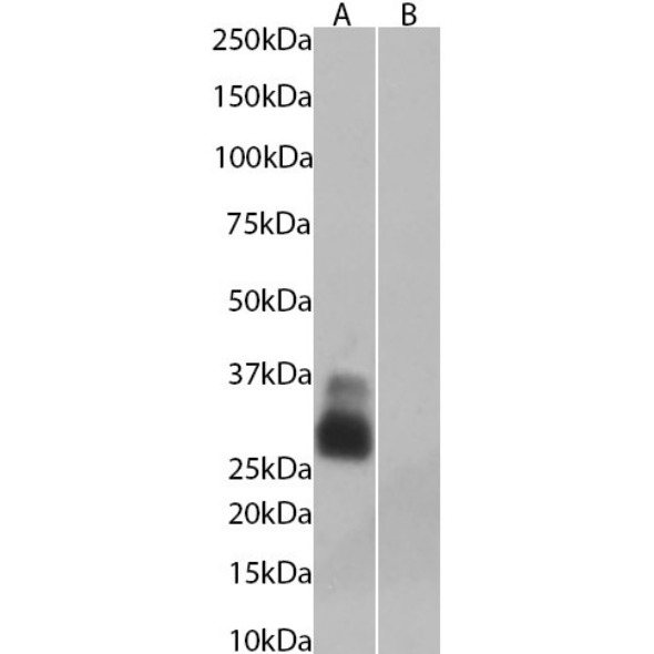 Aquaporin-4 Antibody (C9401) - Chimeric - BSA Free