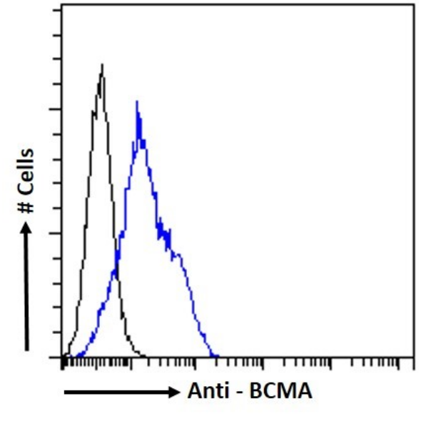 CENPE Antibody (CA8) - BSA Free CENPE Antibody (CA8) - BSA Free