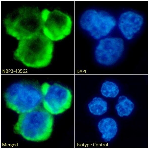 CENPE Antibody (CA8) - Chimeric - BSA Free CENPE Antibody (CA8) - Chimeric - BSA Free