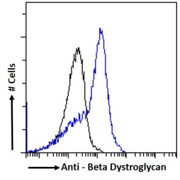Beta Dystroglycan Antibody (P38G1) - BSA Free Beta Dystroglycan Antibody (P38G1) - BSA Free