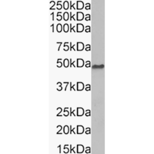 Beta Dystroglycan Antibody (P38G1) - Chimeric - BSA Free Beta Dystroglycan Antibody (P38G1) - Chimeric - BSA Free