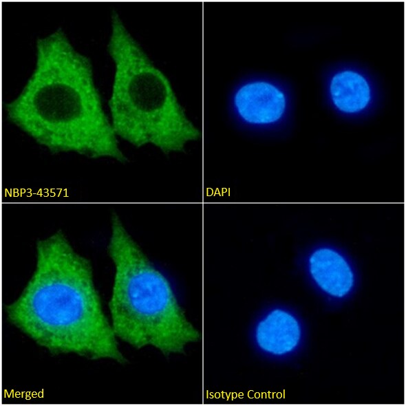 KCNK4 Antibody (13E9) - Chimeric - BSA Free