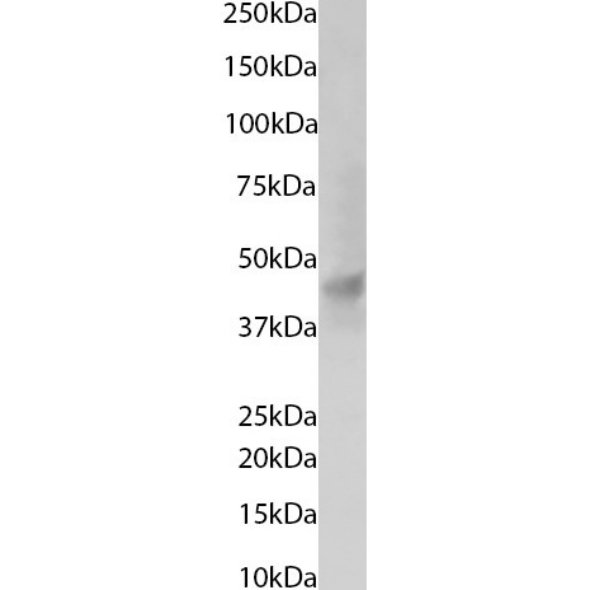 KCNK4 Antibody (13E9) - Chimeric - BSA Free