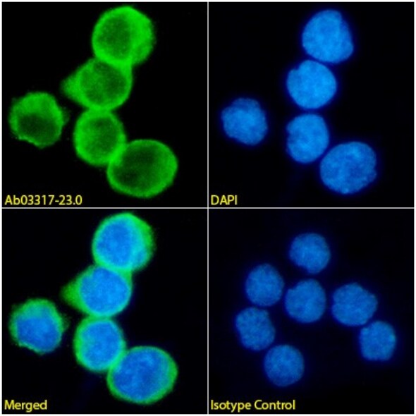 TRBC1 Antibody (38C2) - Chimeric - BSA Free
