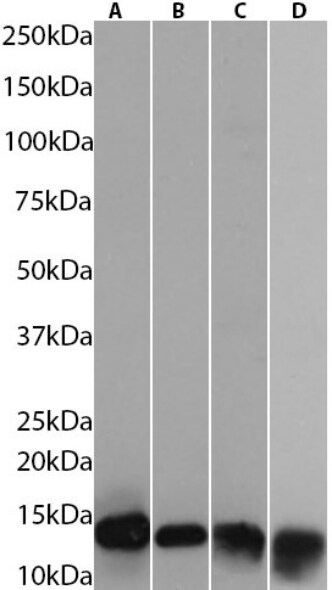 Hemoglobin beta Antibody (1G8) - Chimeric - BSA Free