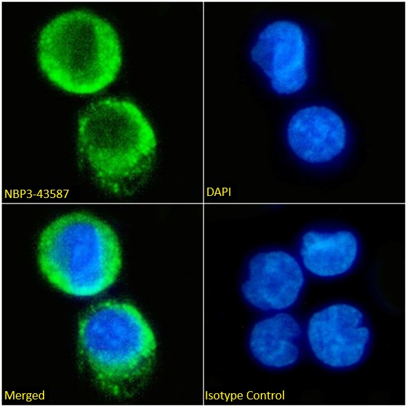 HLA G Antibody (mem-G/9) - BSA Free