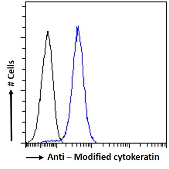 Cytokeratin 8/18 Antibody (COU-1) - Chimeric - BSA Free Cytokeratin 8/18 Antibody (COU-1) - Chimeric - BSA Free