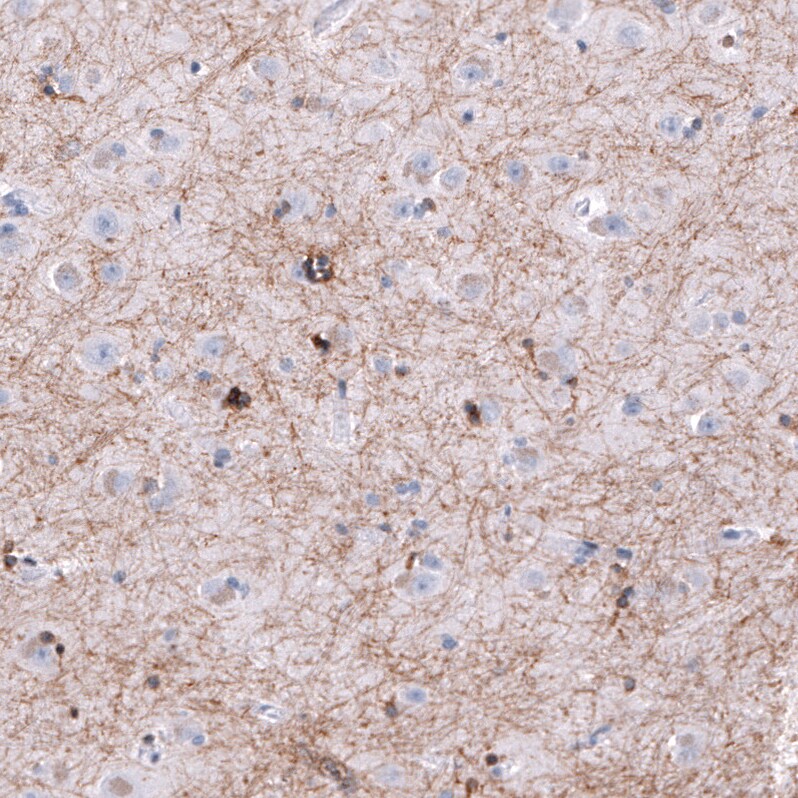 OPALIN Antibody (CL11142) [Unconjugated] Immunohistochemistry-Paraffin: OPALIN Antibody (CL11142) [NBP3-43641]