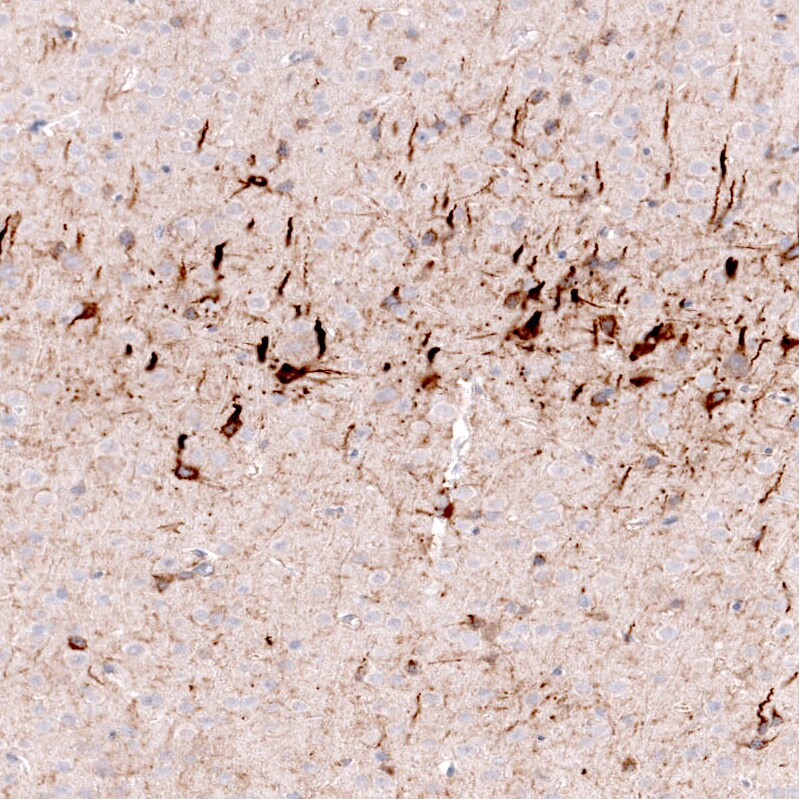 Nociceptin Antibody (CL15085) [Unconjugated] Immunohistochemistry-Paraffin: Nociceptin Antibody (CL15085) [NBP3-43655]
