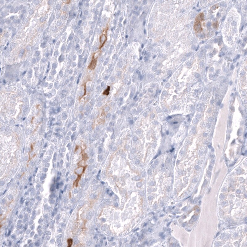 Nociceptin Antibody (CL15085) [Unconjugated] Immunohistochemistry-Paraffin: Nociceptin Antibody (CL15085) [NBP3-43655]