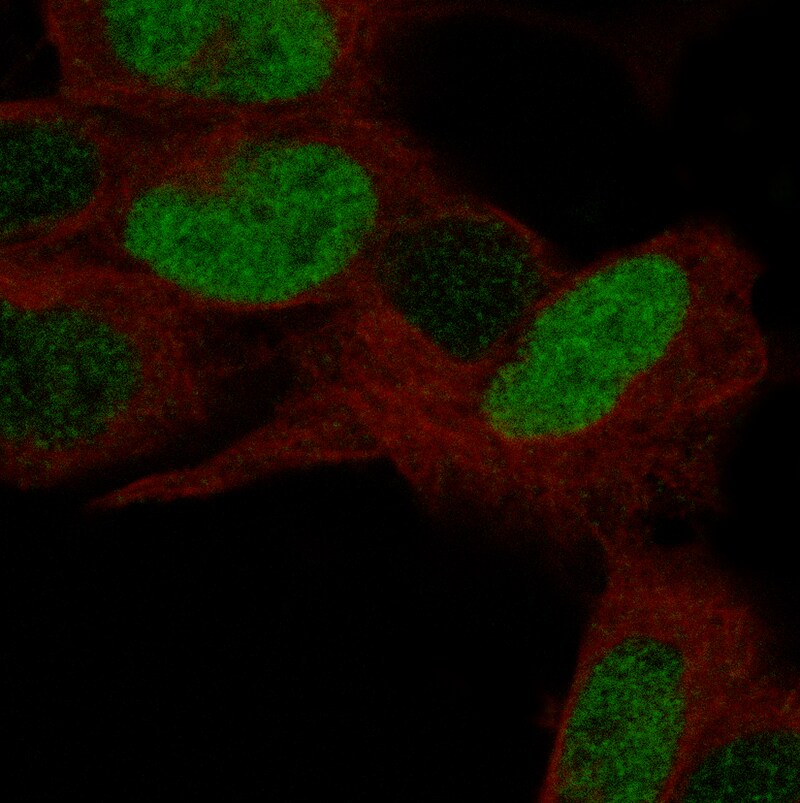 POU3F3 Antibody (CL15299) [Unconjugated] Immunocytochemistry/ Immunofluorescence : POU3F3 Antibody (CL15299) [NBP3-43658]