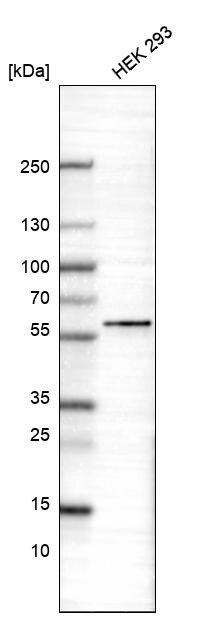 POU3F3 Antibody (CL15302) [Unconjugated] Western blot: POU3F3 Antibody (CL15302) [NBP3-43659]