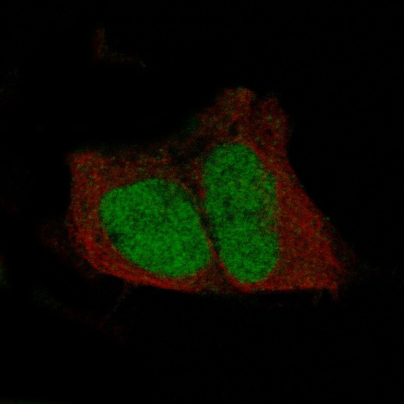 POU3F3 Antibody (CL15308) [Unconjugated] Immunocytochemistry/ Immunofluorescence : POU3F3 Antibody (CL15308) [NBP3-43660]