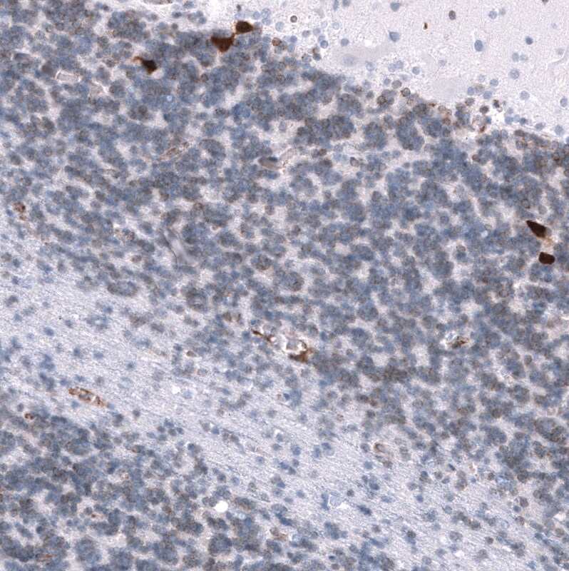 ELAVL2 Antibody (CL15323) [Unconjugated] Immunohistochemistry-Paraffin: ELAVL2 Antibody (CL15323) [NBP3-43661]