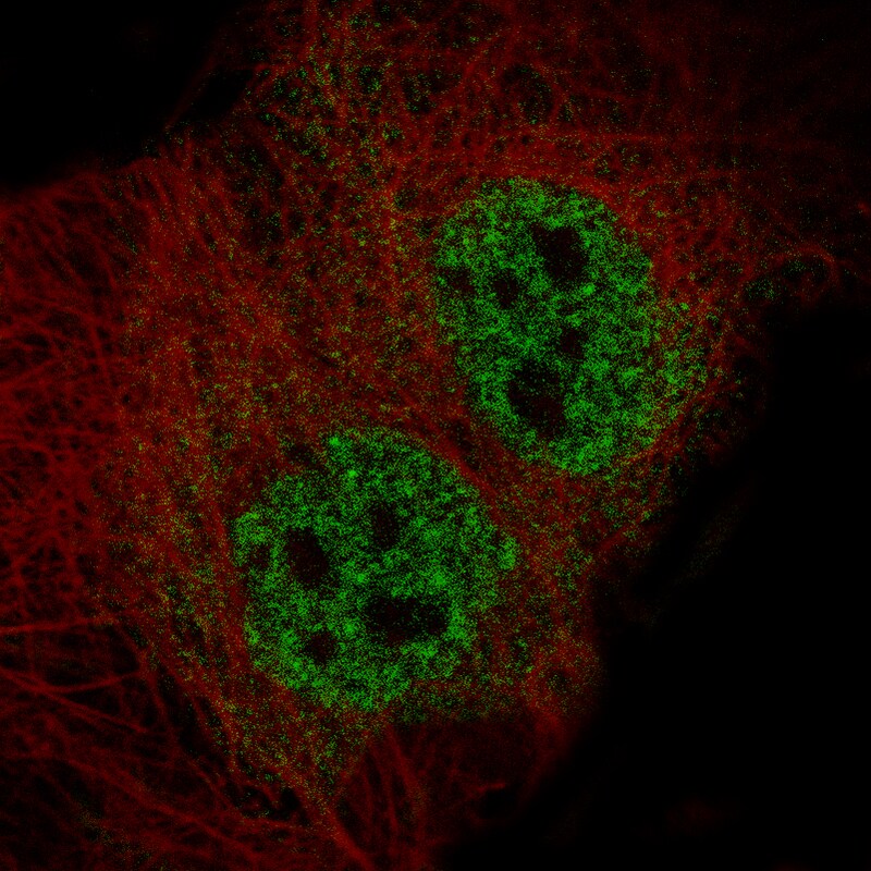 ELAVL2 Antibody (CL15323) [Unconjugated] Immunocytochemistry/ Immunofluorescence : ELAVL2 Antibody (CL15323) [NBP3-43661]