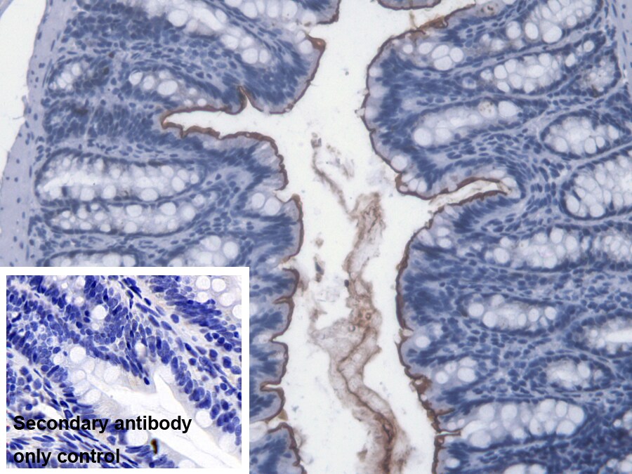 Lipopolysaccharide Antibody (C13) - BSA Free Lipopolysaccharide Antibody (C13) - BSA Free