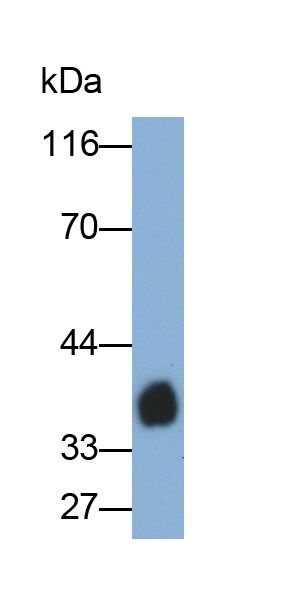 Lipopolysaccharide Antibody (C13) - BSA Free Lipopolysaccharide Antibody (C13) - BSA Free