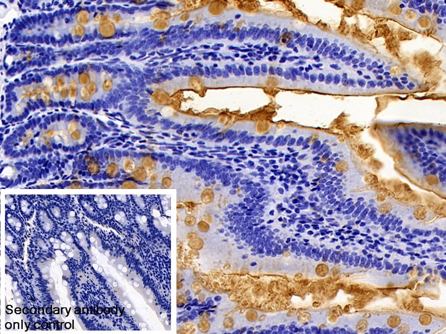 Lipopolysaccharide Antibody - BSA Free Lipopolysaccharide Antibody - BSA Free